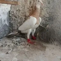 یهودی هفت رنگ نر