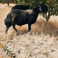 فروش