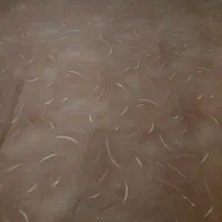 موکت