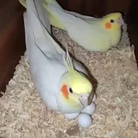 عروس هلندی مولد آماده