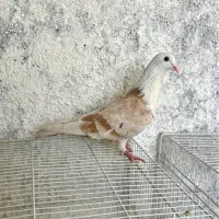 هفرنگ کله سفید،المانی کیلومتری