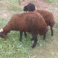 بره|حیوانات مزرعه|اردبیل, |دیوار