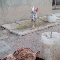 خروس گلین جوان