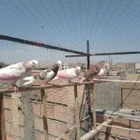 ۵ عدد کبوتر جوجه