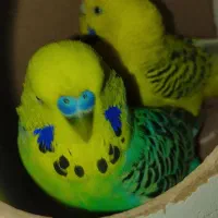 مرغ عشق انگلیسی رینبو پروانه ای اسپانگل ضمانتی