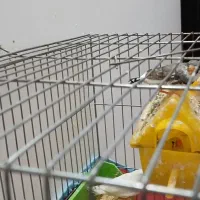 فنج|پرنده|قم, باغ کرباسی|دیوار