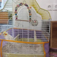 عروس هلندی