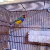 فنچ گلدین،جوجه گلدین،سبز