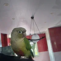 معاوضه گیرینچیک رام