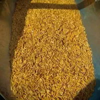 فروش چلتوک کامفیروزی