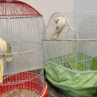 فردش عروس هلندی