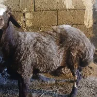 گوسفند چاق کشتاری