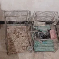 قفس وکبوتر