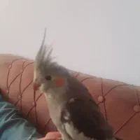 گمشده،