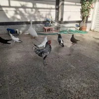 سیاه گلال پهن وتعدادی پاپر