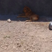 سگ نگهبان