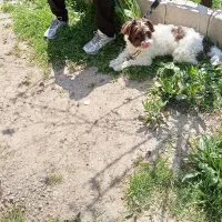 سگ پاکوتاه شیطون