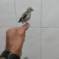 جوجه شاه سهره دستی فول فول سقز