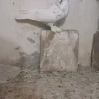 کفتر