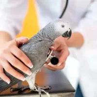 کلینیک دامپزشکی پت شاپ سگ گربه(اورژانس ۲۴)خ اردلان