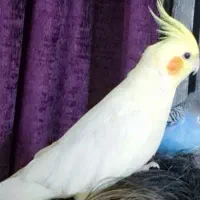 عروس پاریس