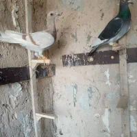 کفتر کبوتر