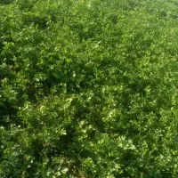 کارگر سبزی کاری هستم