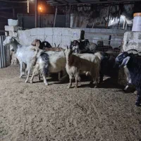 ۱۱ عدد بز ابستن