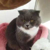 گربه اسکاتیش بالغ نر