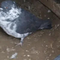 کبوتر رفتنی نر