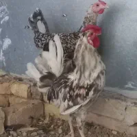 مرغ و خروس گلین اصل خال سوزنی چهل تاج برهما