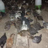 جوجه محلی