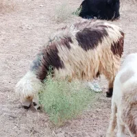 بره ماده