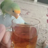 کوتوله یک ساله فک کنم نره