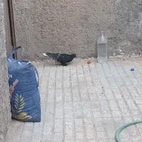 معاوضه زاغ دم‌سفید نر جونگ با یک نر بالغ
