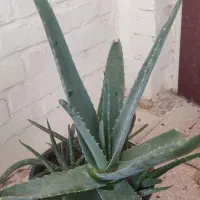آلوئه ورا بزرگ با بیشتر از 5 پاجوش