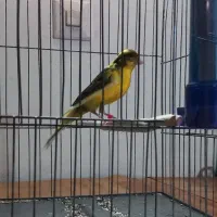 قناری نره معاوضه با  ۲ عدد ماده