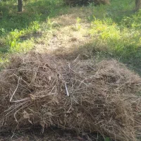 علف باغچه جاده سنتو ارومیه