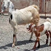 گیسه باکهره ماده شیرمست