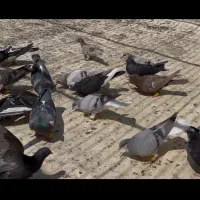 کبوتر پرنده یه بوم با مژده