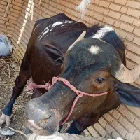 فروش یک راس گاومیش