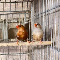 فنچ زبرا فول اوزنج ،شارکول ، بلک بادی ،طوطی وار