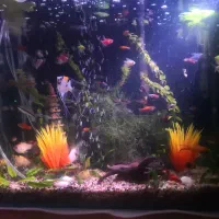 آکواریوم پلنت شیشه خم