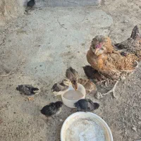 مرغ گلین لری اصل با ۹ تا جوجه