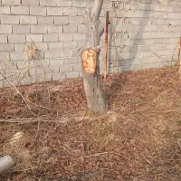 خرید و هرس درخت