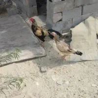 خروس مرغ پاکستانی  اصل
