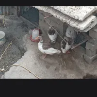 غاز بالغ نزدیک به تخم