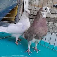 کفتر جفتی پرشی