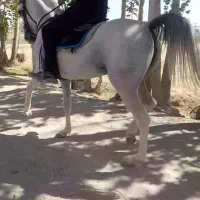 اسب مادیان کرد