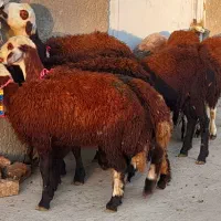 بره ماده افشار کله سفید